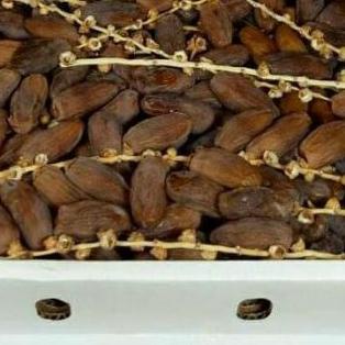 

♪ Kurma fruit Tunisia tangkai ukuran 1kg exp2024 ۩