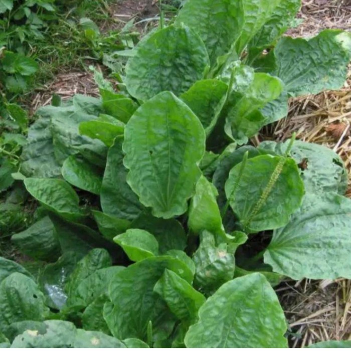 

daun kiurat/daun sendok 1 kg