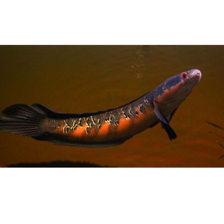 [PROMO T8T93] chana maru red barito sortiran baby 3 cm an Harga Termurah