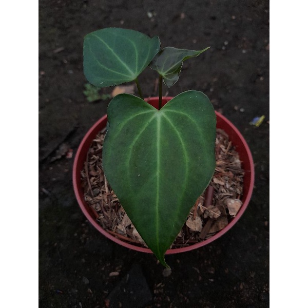 papilanminum x clarinervium