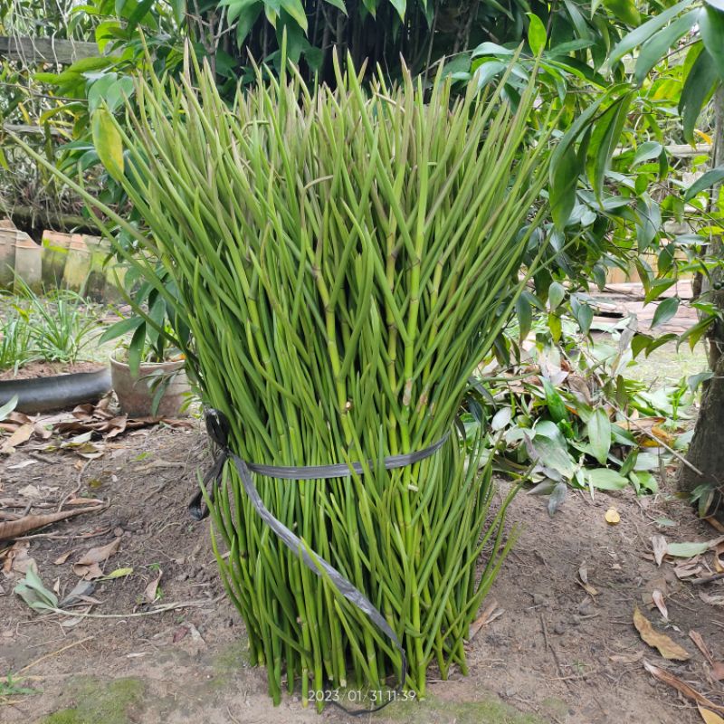 Bibit Anggrek Vanda Douglas