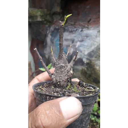 iprik pucuk merah shito real pict dari biji