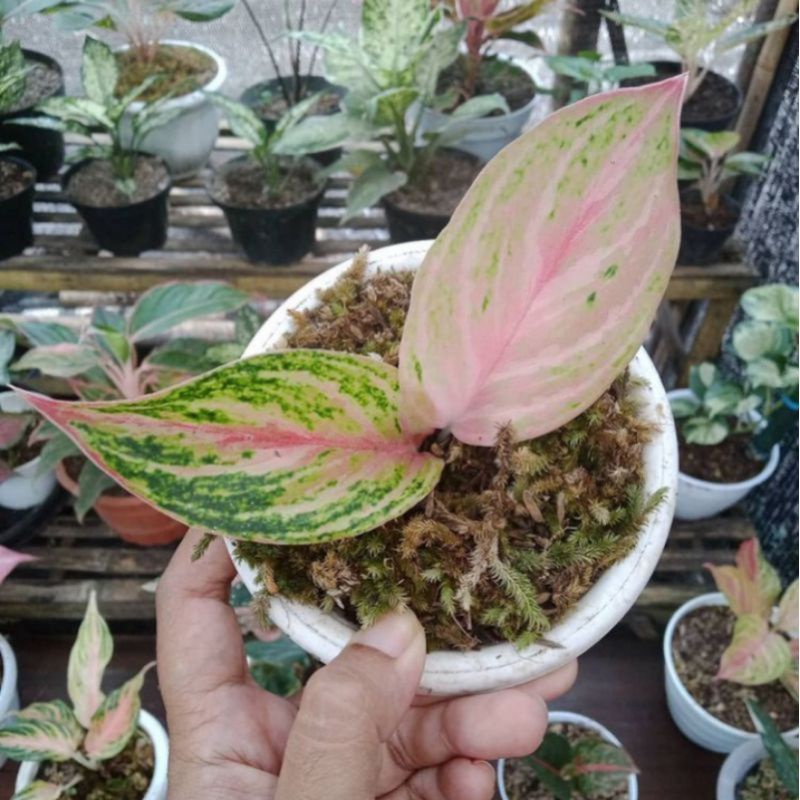 PROMO anakan bibit aglonema bidadari asli