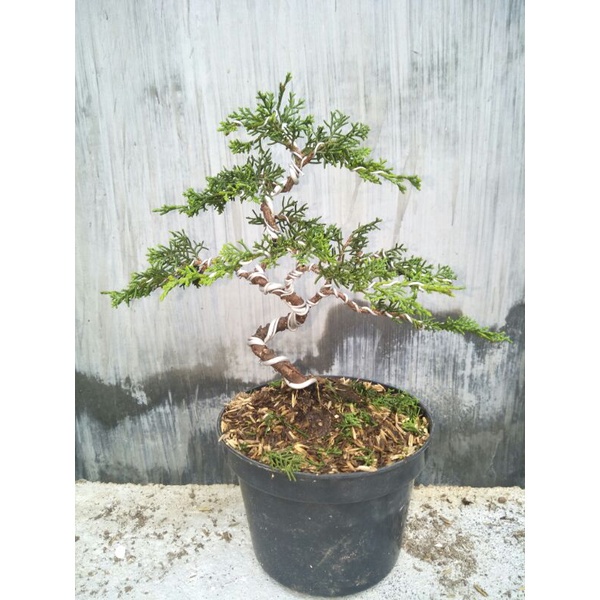 tanaman bonsai cemara sargenti siap pajang - TitipBibit