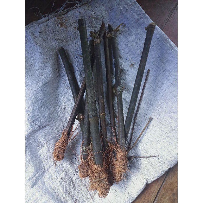 Tanaman hias stek bambu hitam