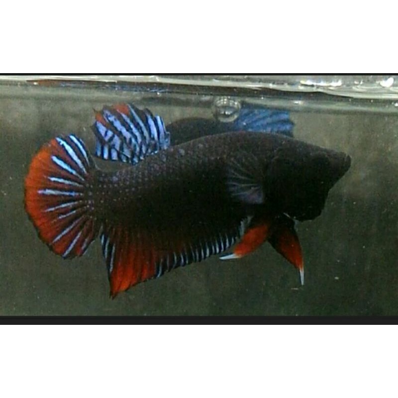 CupangAduan, CupangAdu,BettaFighterFish,BettaFighter