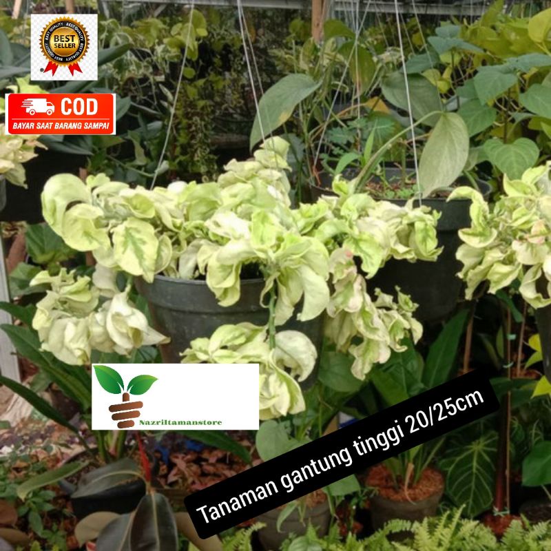 Tanaman hias hoya curly - patah tulang - tanaman gantung