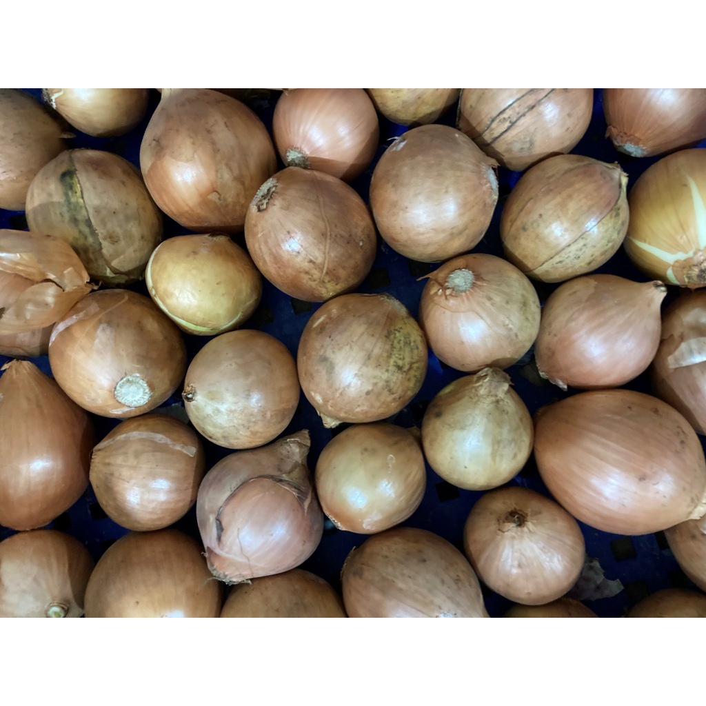

Bawang Bombay 50/60 1KG MURAH (GROSIR)