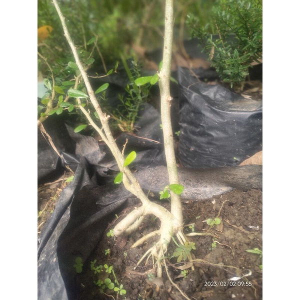 bahan bonsai saeng simbur vietnam