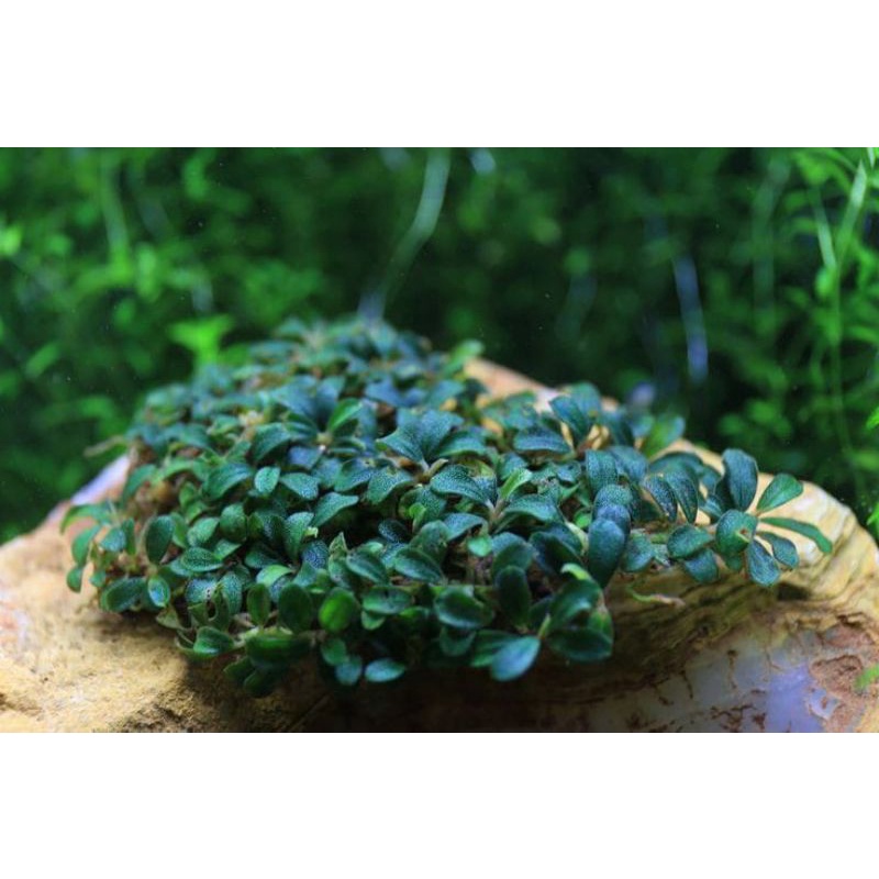 RK Bucephalandra clump sp mini