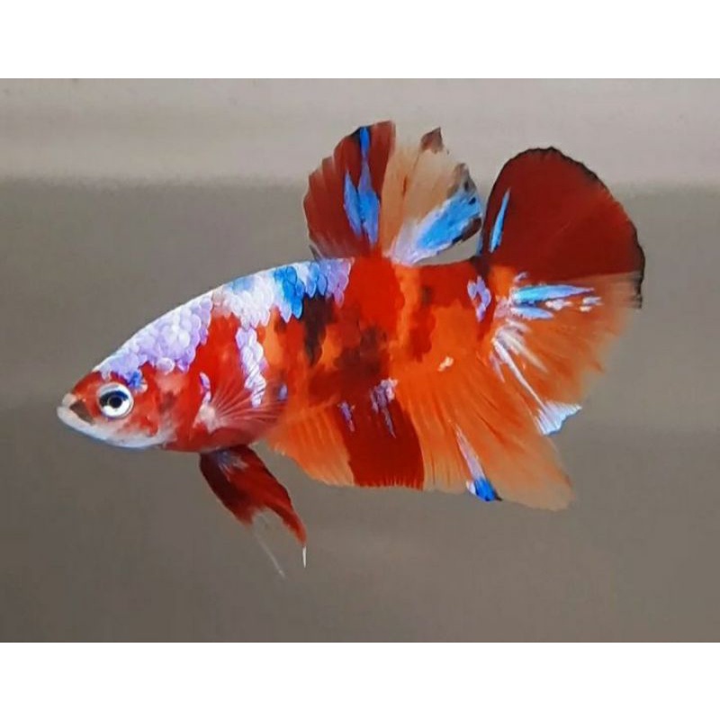 SUPER PROMO CUPANG JANTAN HM PELAKAT MULTI COLER + bonus