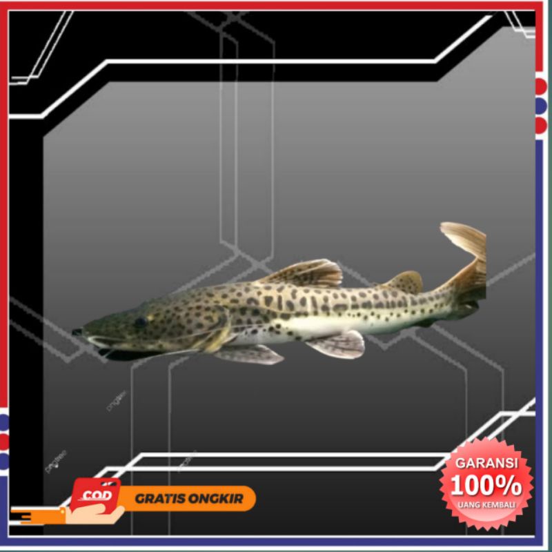 Hiasan aquarium dan aquascape leopard/catfish