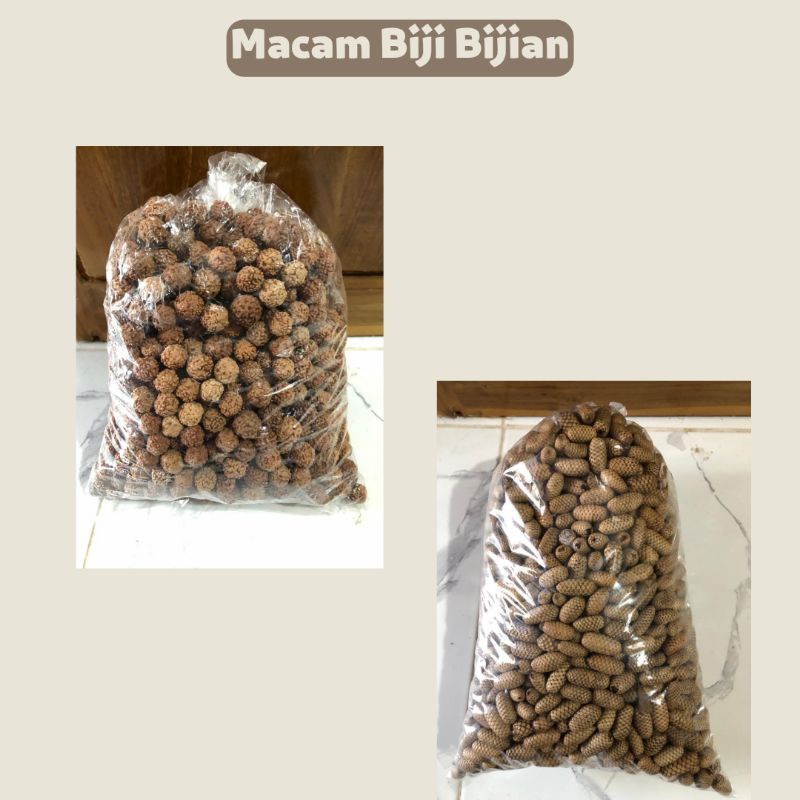 Macam Biji Bijian / Biji Rotan / Pinus / Ginitri