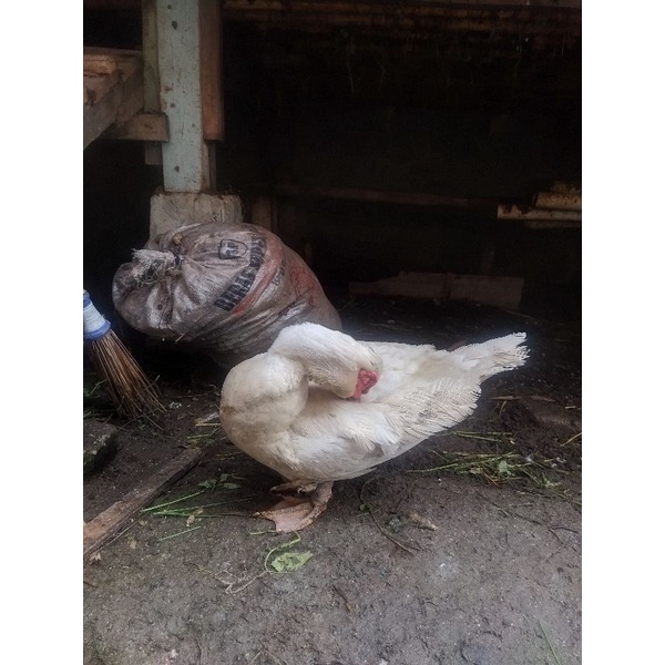 

bebek/wos