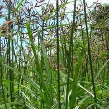 

Rumput teki fresh obat herbal 250gram