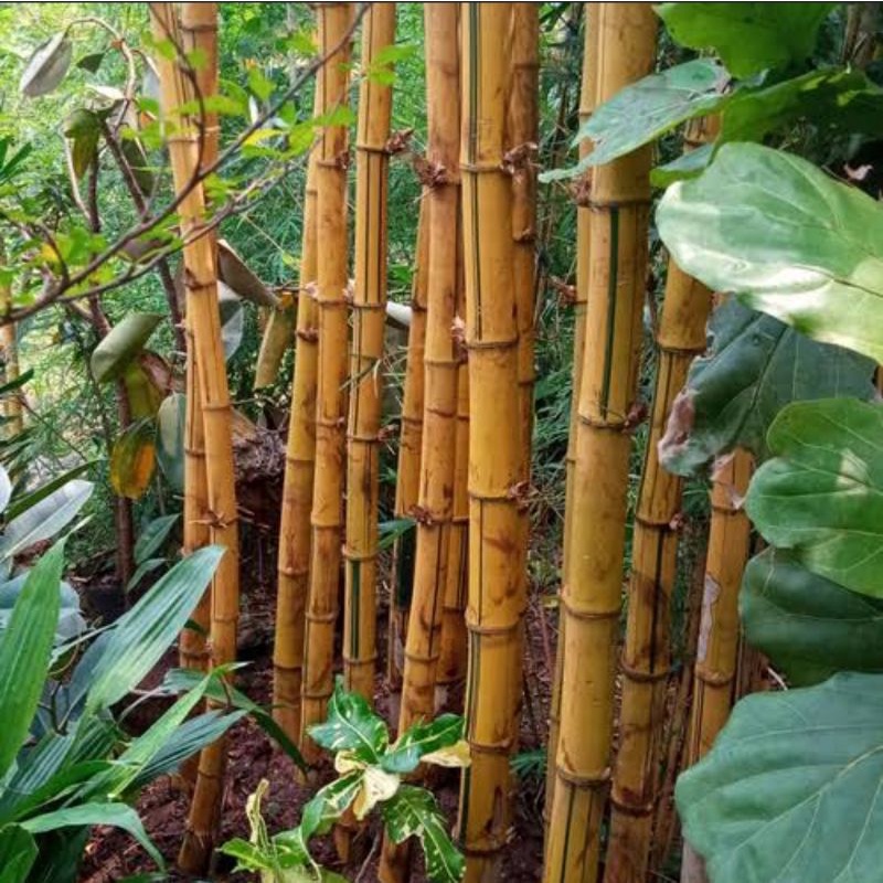 Pohon Bambu Kuning 1Meter - Bambu Kuning Unik