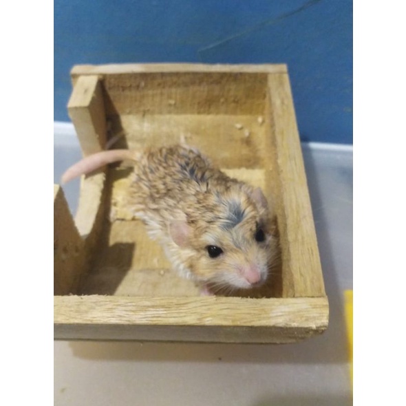 Gerbil Fat Tail || Indukan (Betina & Jantan)