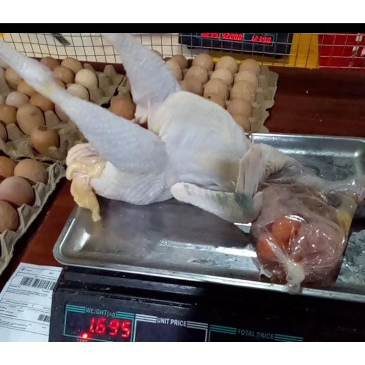 Ayam merah fresh rijek 52rb  per ekor/ayam merah/ayam tua/ayam afkir