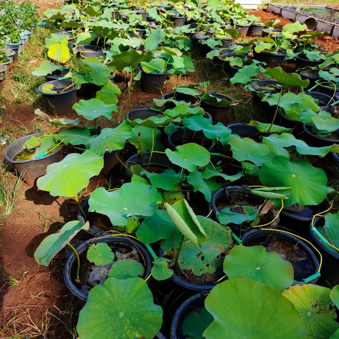 Tanaman Hias Aquascape Lotus Air Bunga Putih - pohon lotus (bukan benih)