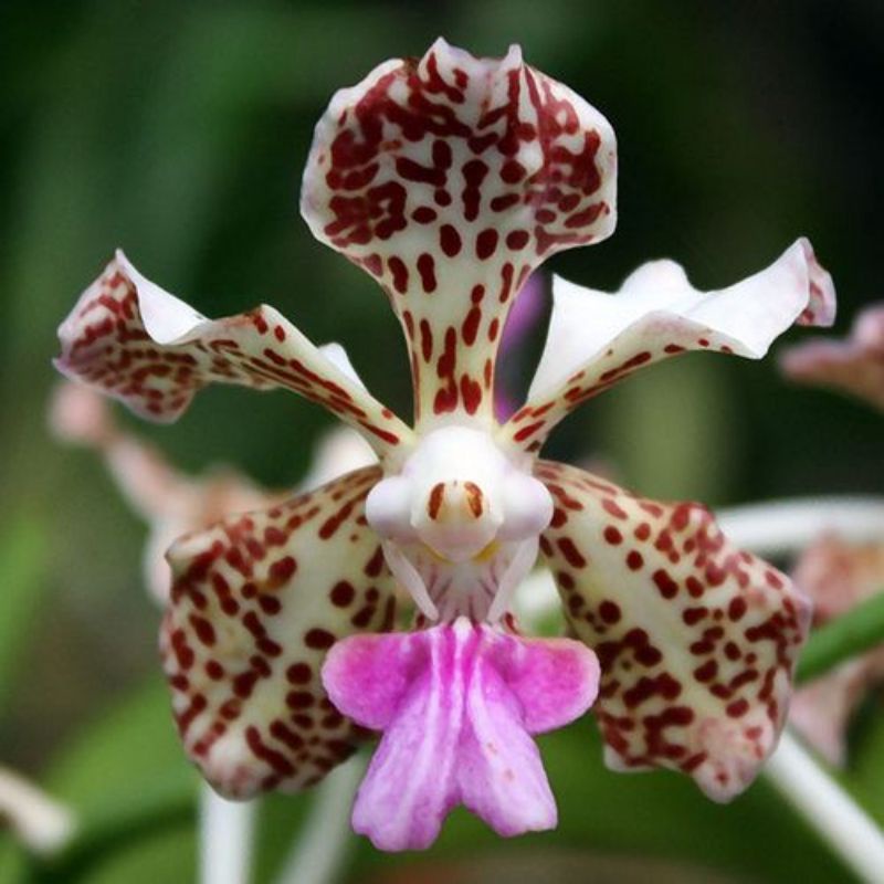 Anggrek Vanda tricolor