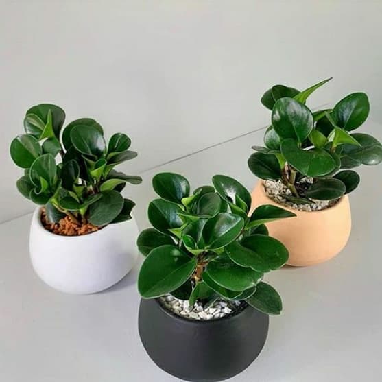 Tanaman Hias Green Peperomia Peperomia - Teplan Obtusifolia - Paperomia Hijau - Tanaman Hidup - Tanaman Indoor - Bunga Hidup paperomia - TitipBibit