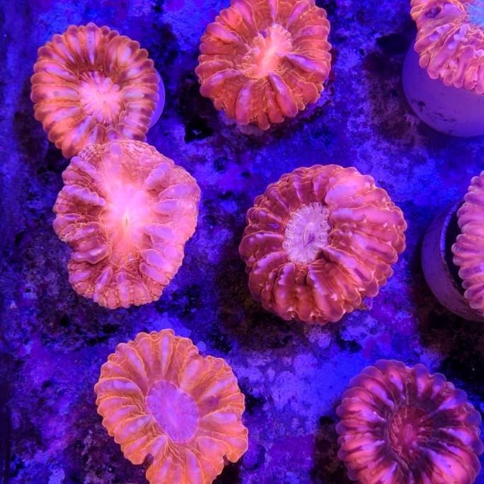 

cynarina merah metalik (SALE)