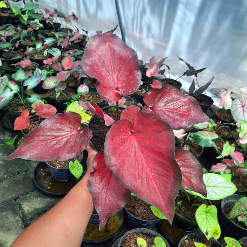 Keladi anggur merah/  tanaman hias keladi anggur merah/ tanaman hias hidup/ tanaman hias murah meria