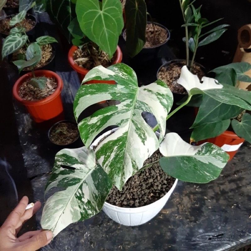 MONSTERA VARIGATA ANAKAN ASLI