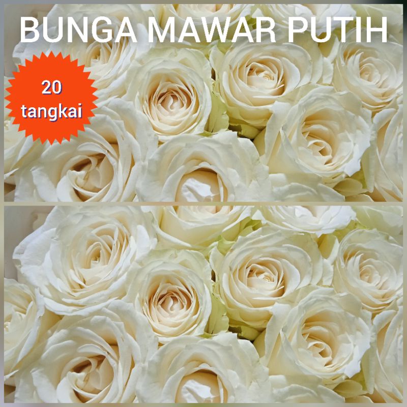 bunga mawar putih 20 tangkai white rose bunga potong segar