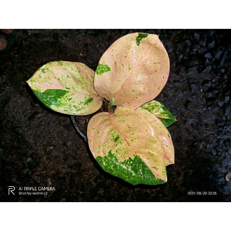 Aglonema Anakan Emerald