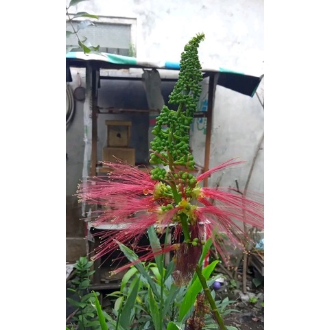 tanaman vegetasi kaliandra merah atau kaliandra pagoda ukuran campur