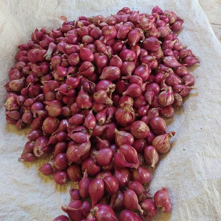 

I96 Bawang Merah Lokal 1kg Besar STOCK TERBATAS ⇂