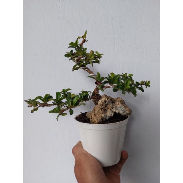 bonsai hokianti mamemeja bahan ungul sudah siap tampil  - TitipBibit