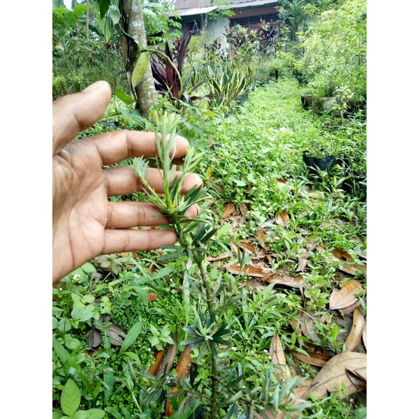 lohansung pucuk biru micro