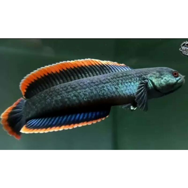 ikan chana limbata wc rim pedes biru