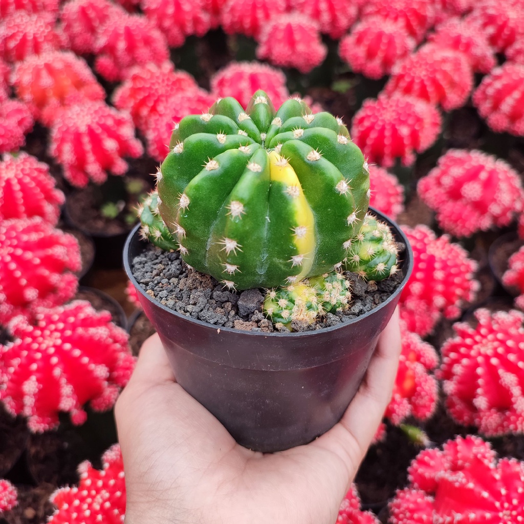 Echinopsis Variegated | D 10 Cm | Kaktus