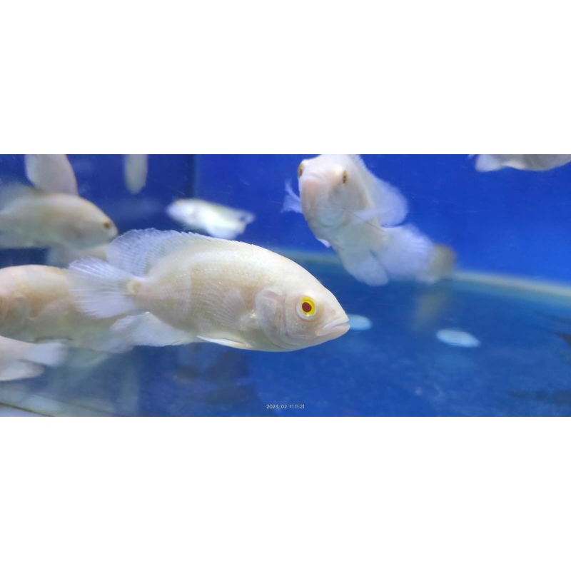 ikan hias Oskar albino size s