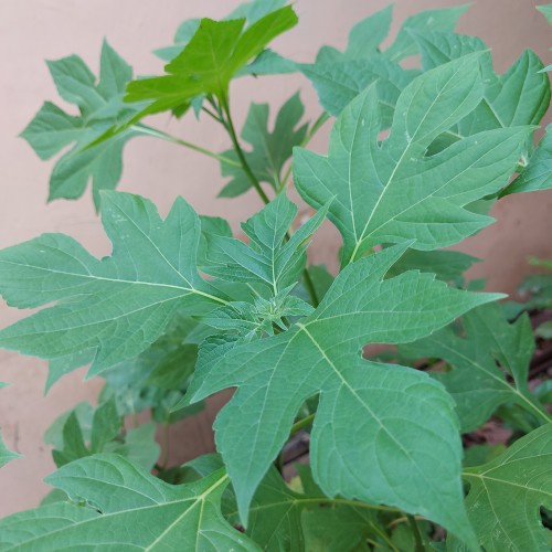 

PROMO Daun Insulin Segar 500 gram - Kipahit - Obat Herbal Alami