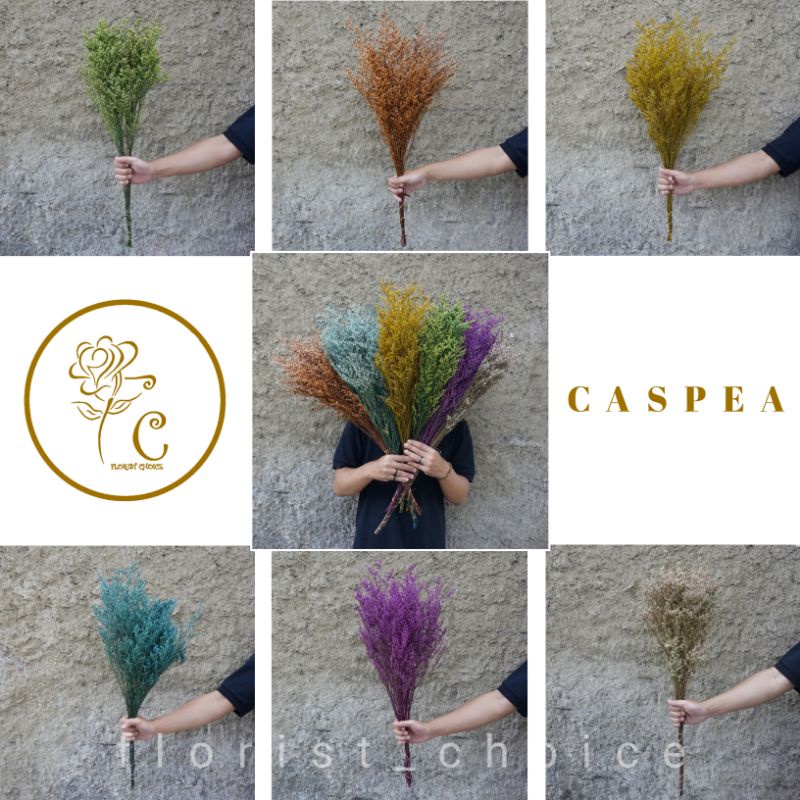 Florist Choice - Dried Flower Caspea Lovergrass Reseller Grosir Bunga Kering Asli buket hiasan pesta