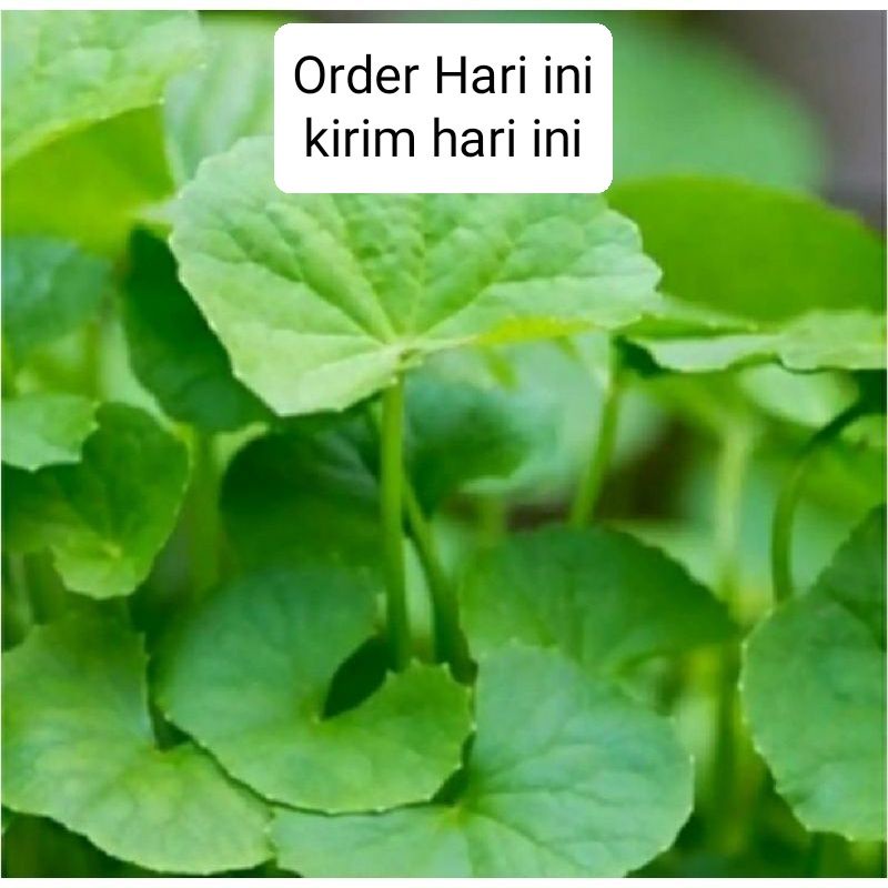 

DAUN PEGAGAN SEGAR DAUN ANTANAN DAUN PIDUH BALI PIDU FRESH