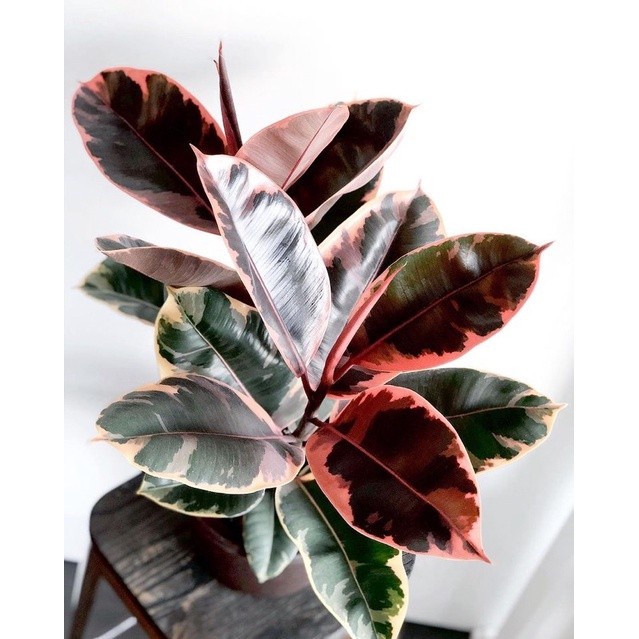 Tanaman Hias Karet Kebo Ficus (Ficus elastica) Red Ruby Varigata Merah Hidup Berakar - floristajavan