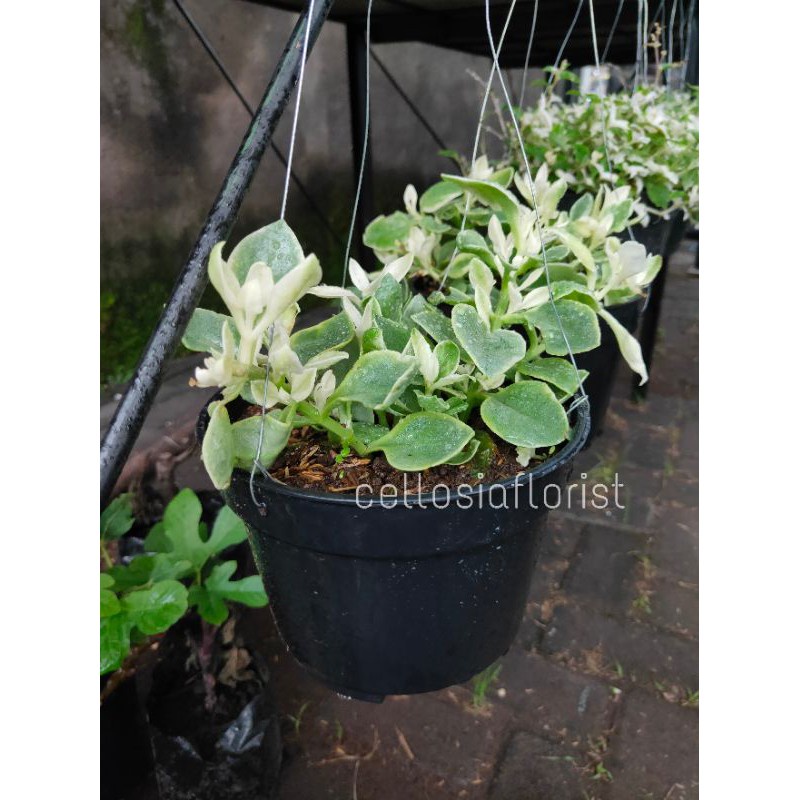 Tanaman Hias Gantung Hebras Rambat / Atpenia Baby Sun Rose Variegata - TitipBibit