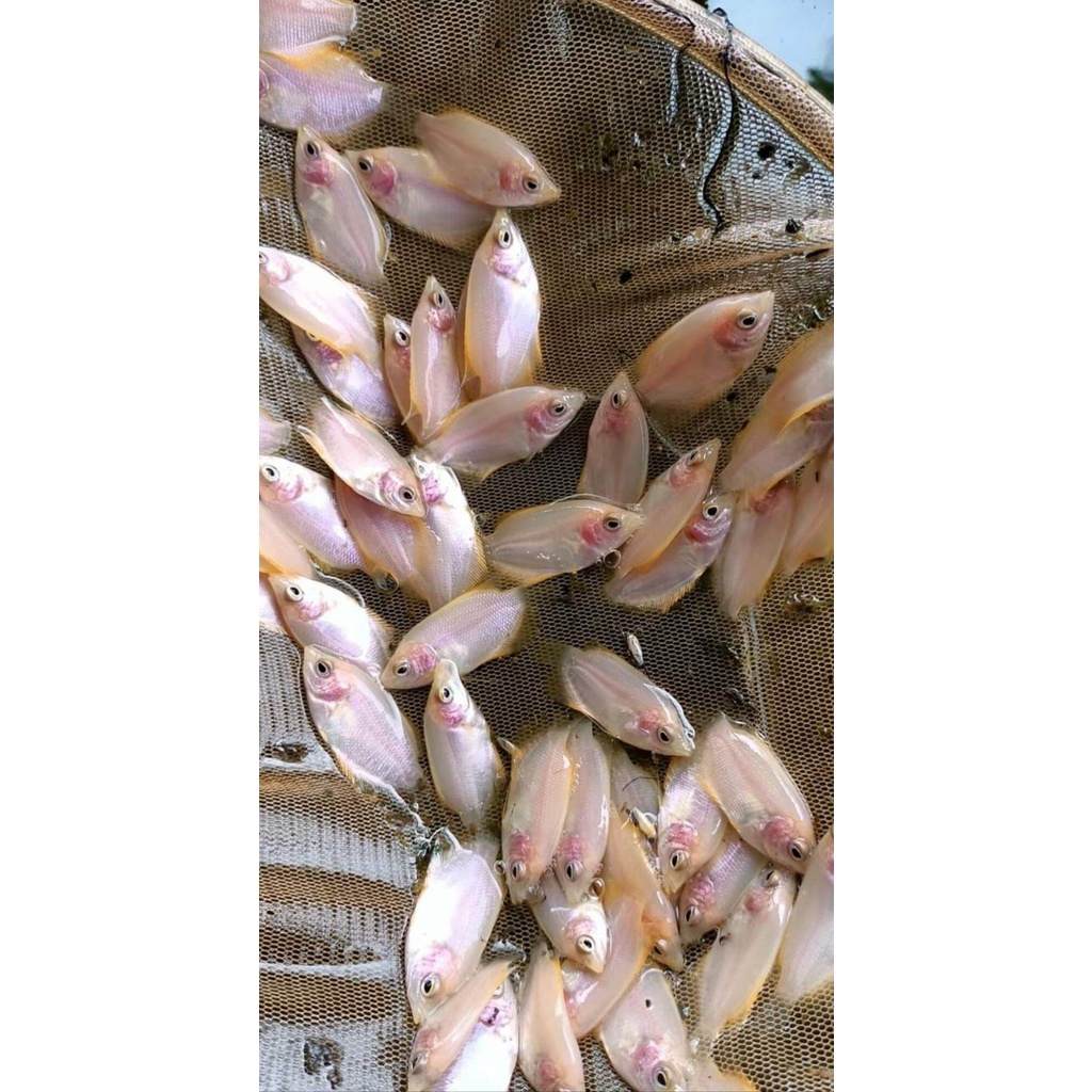 PAKET 70+BONUS BIBIT BENIH KUALITAS UNGGUL- BIBIT GURAME PADANG-BENIH GURAME PADANG MERAH-PAKET