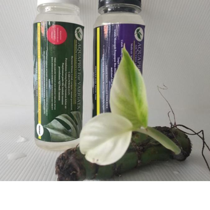 ➥ HORMON VARIEGATA Aquapro (paket) TANAMAN HIAS MONSTERA ۩