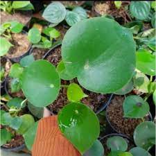 Tanaman hias Peperomia polybotria / paperomia raindrop - Bibit tanaman hias hidup paperomia  - TitipBibit