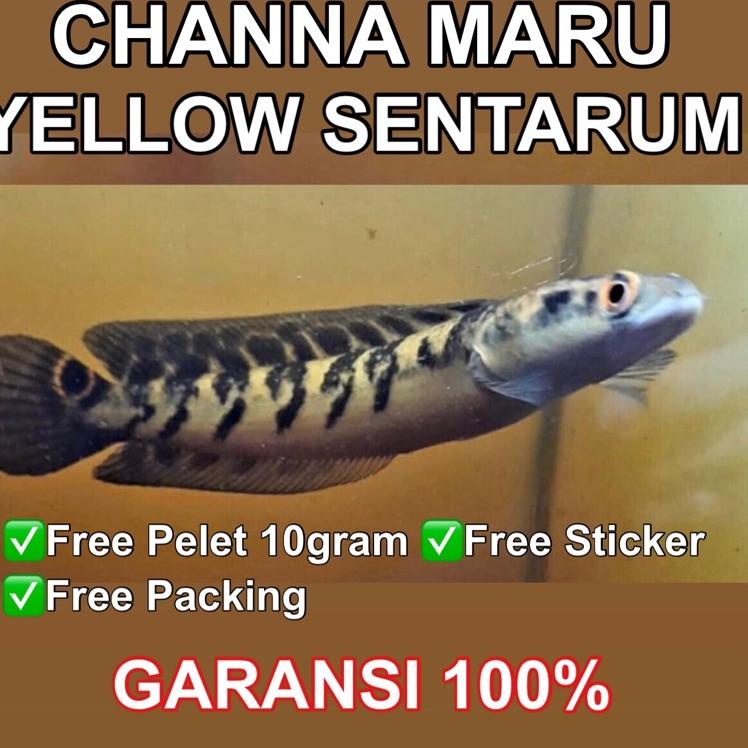 [V4339] CHANNA MARU YS ( YELLOW SENTARUM) FREE PELET 10 GRAM