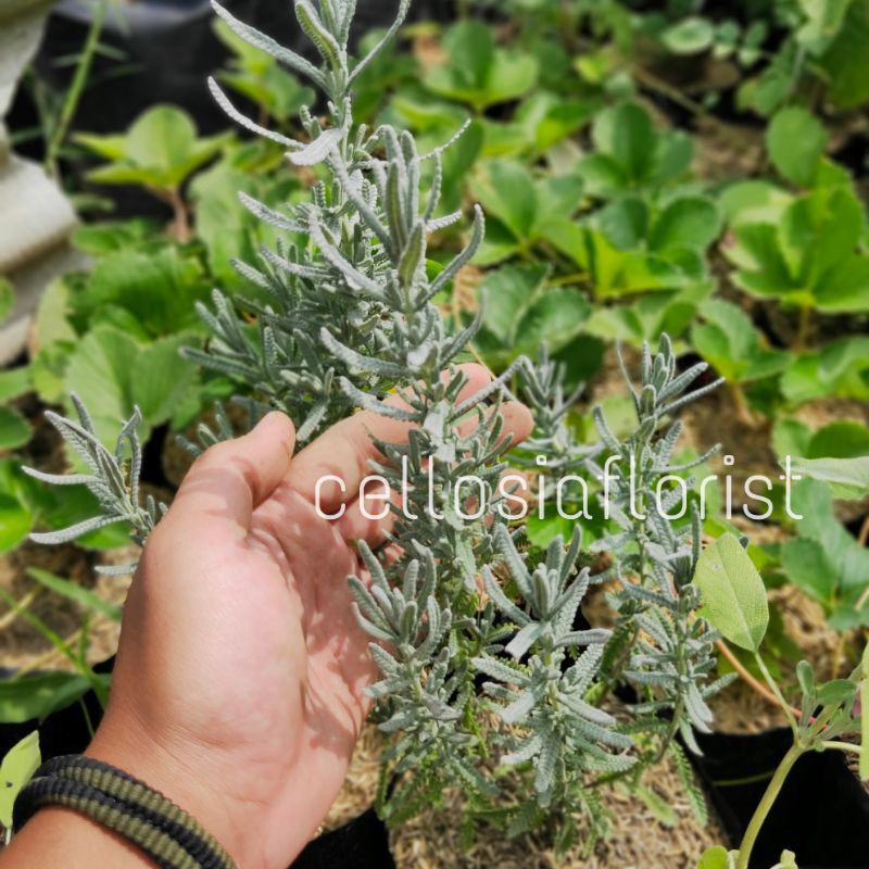 Tanaman Herbal Lavender French / Lavender Denata Import Pohon Hidup - TitipBibit