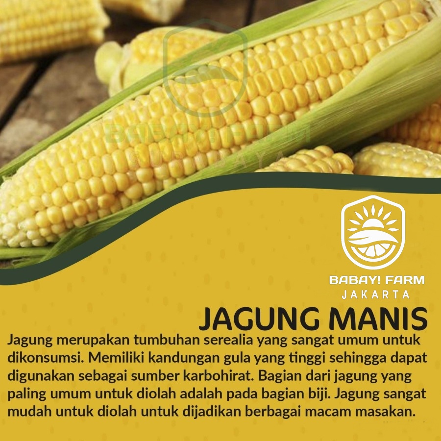 

jagung manis