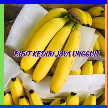 Bibit Tanaman Pisang Sunpride