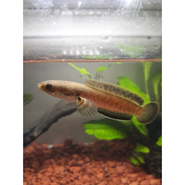 chana limbata gunung rim merah /kuning